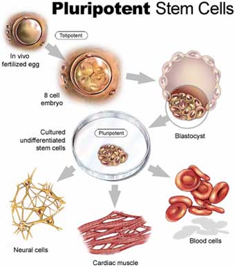 PluripotentStemCells