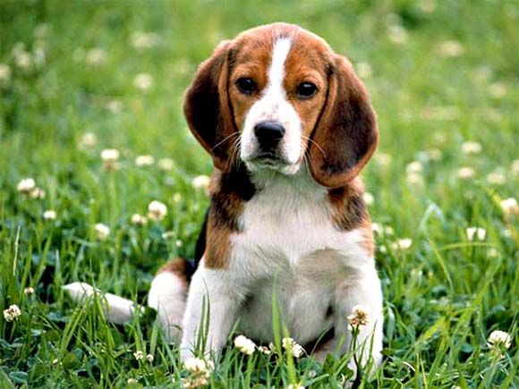the-beagle