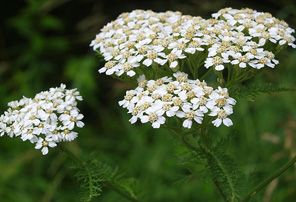 Achillea-millefolium