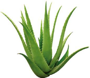 Aloe-vera