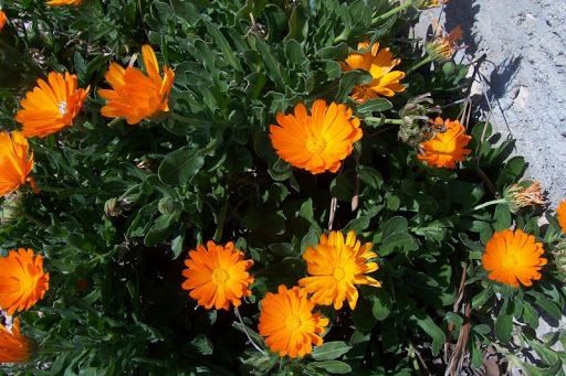 Calendula-officinalis