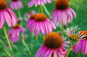 Echinacea-angustifolia-E-Purpurea