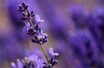 Lavandula-officinalis