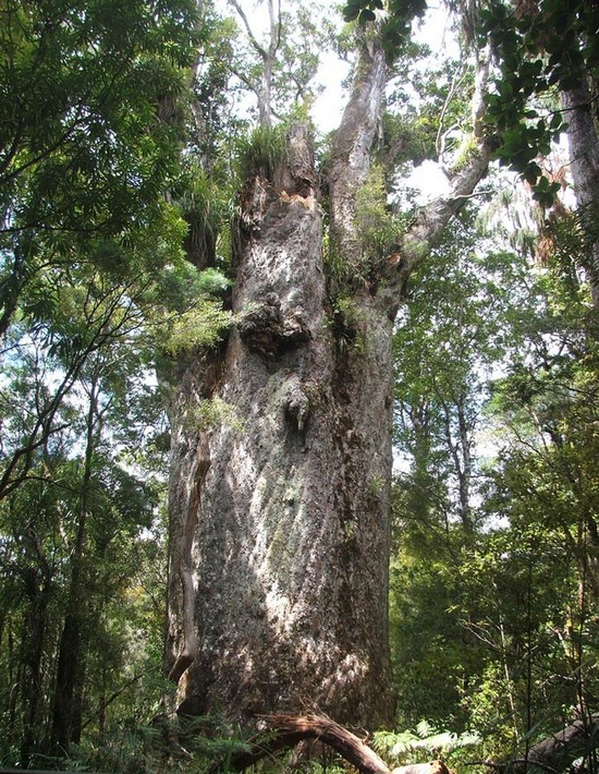 8-Te-Matua-Ngahere