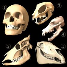 carnivore-vs-vegeterian