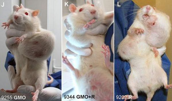 Rat Tumor GMO Cancer
