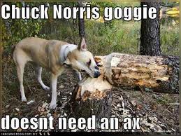 chuck-norris-dog