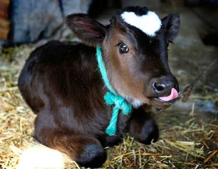 cute-cow