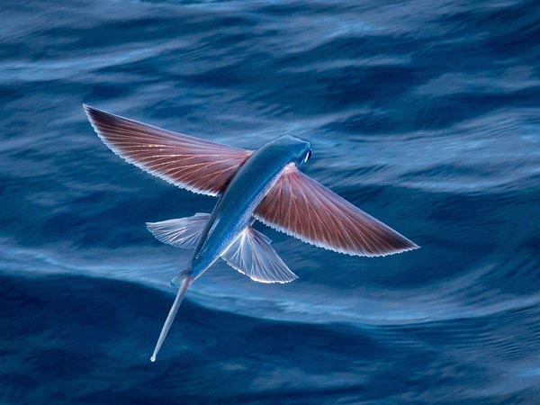 Exocoetidae - Ιπτάμενο ψάρι - Χελιδονόψαρο