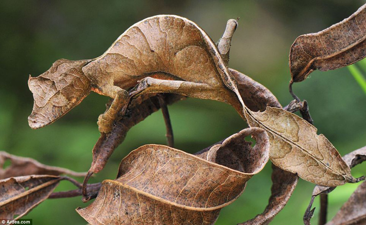 leaf tailed gecko