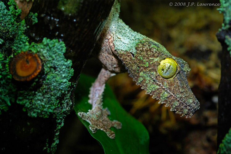 Mossy leaf tailed gecko