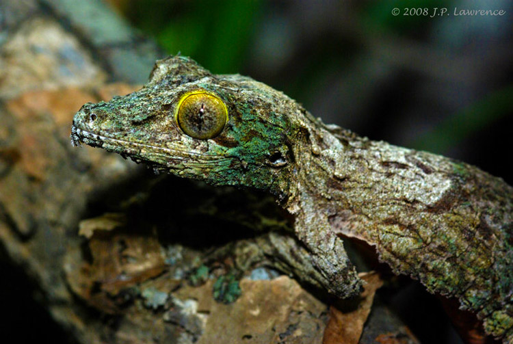 Mossy leaf tailed gecko