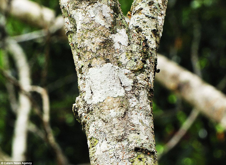 Mossy leaf tailed gecko