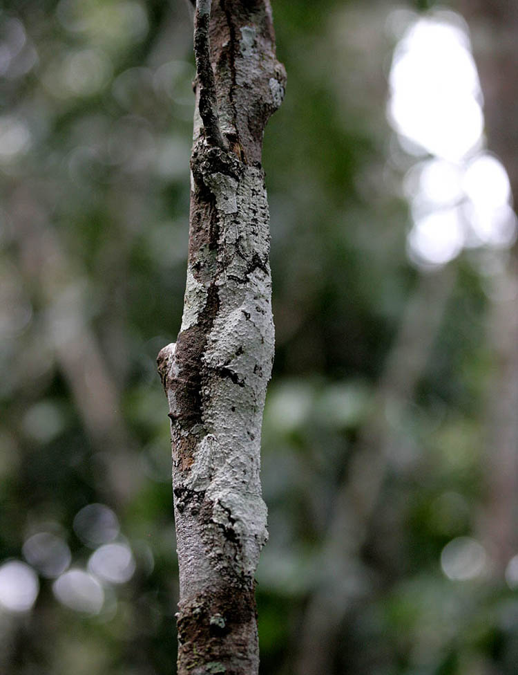 Gecko Uroplatous