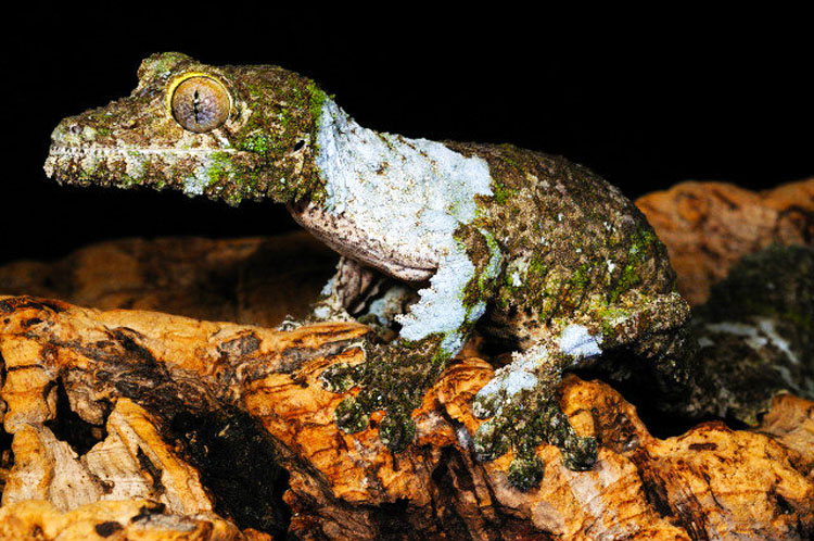 mossy leaf tailed gecko