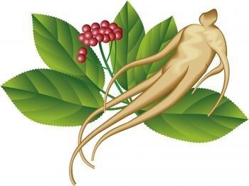 ginseng