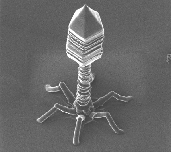 Ιός - T4-Bacteriophage