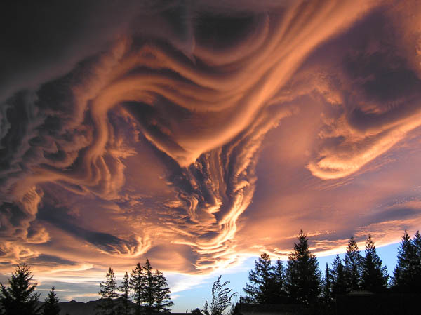 Undulatus Asperatus