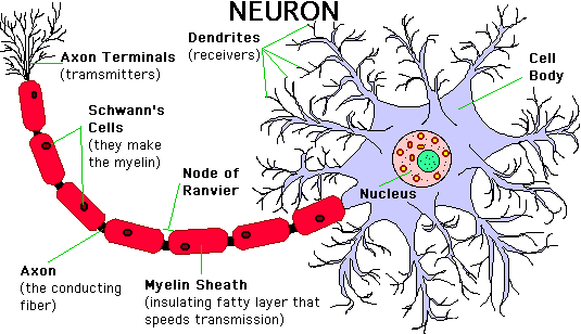 Neuron