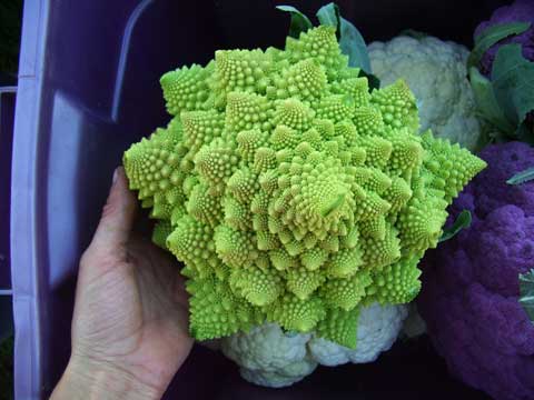 Fractal plant