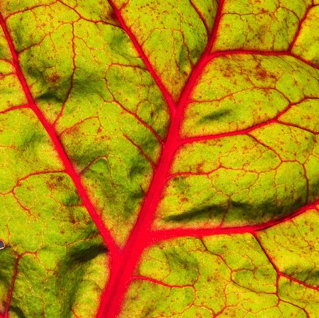 Plant veins